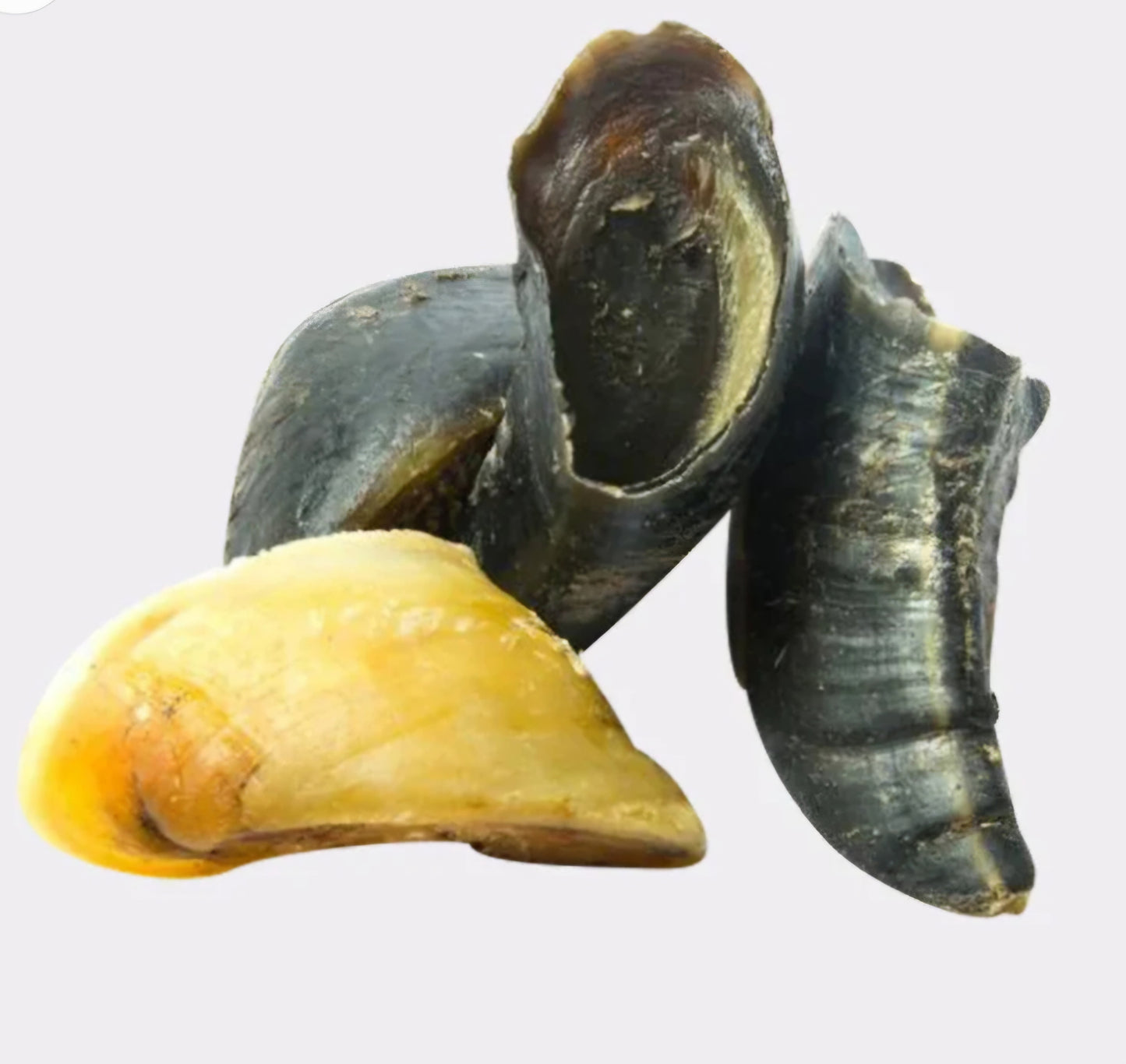 Cow Hoof