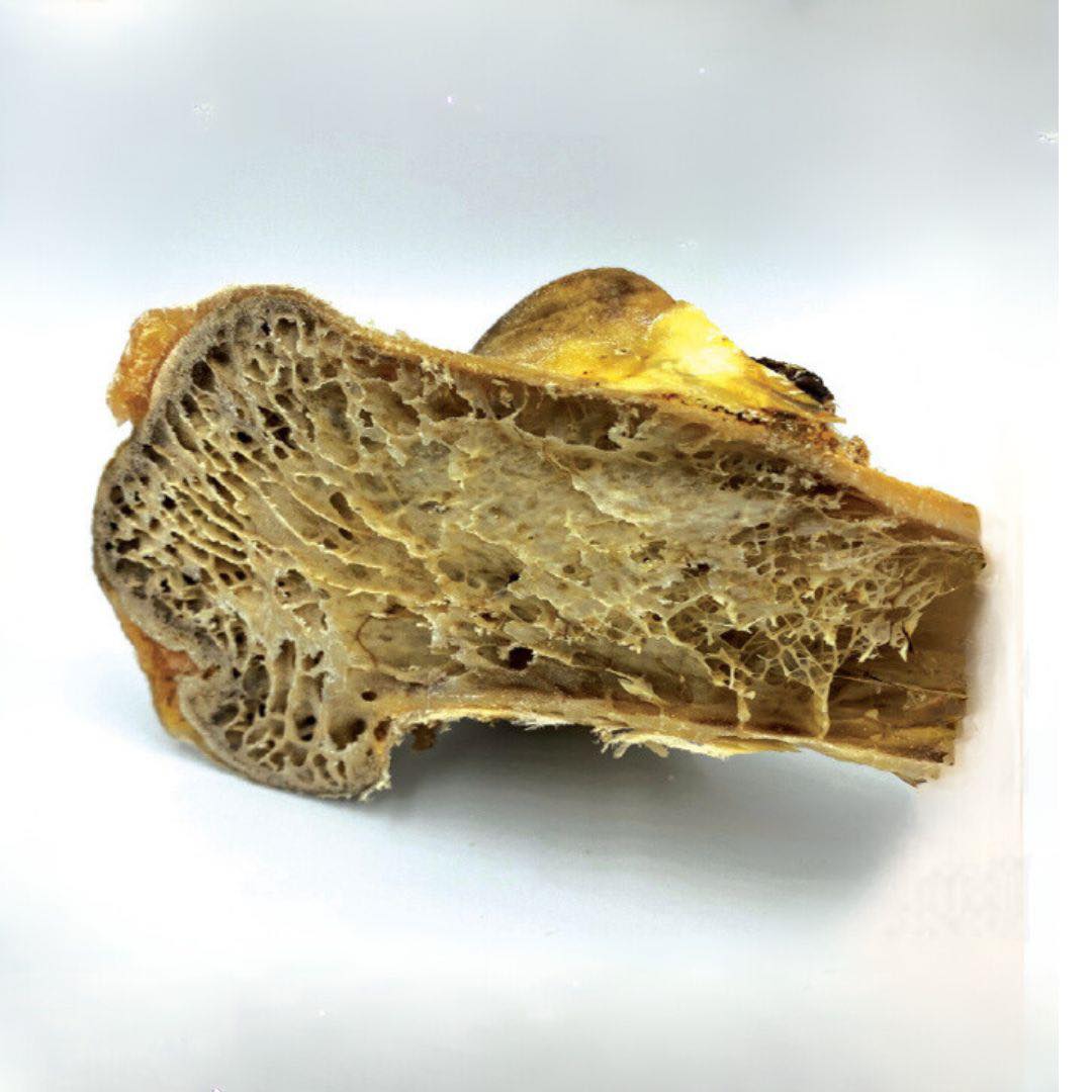 Dino Ostrich Bone