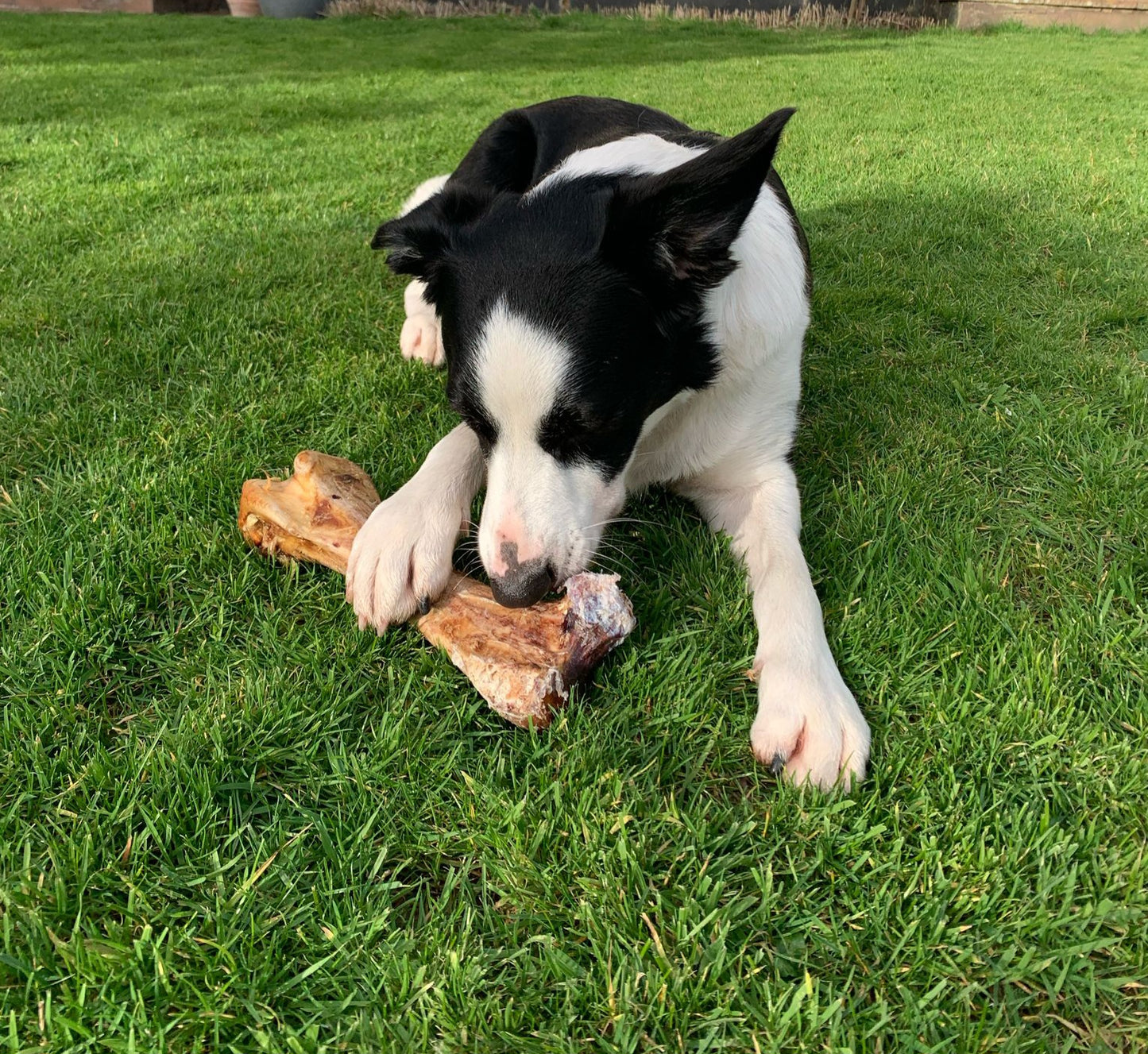 Dino Ostrich Bone